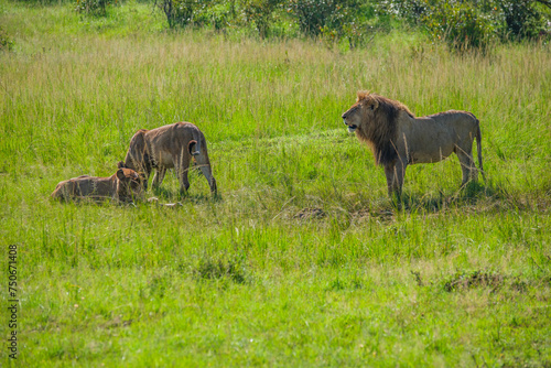The king of the Masai mara feeds on a family of great lions © Cihangir Zeybek
