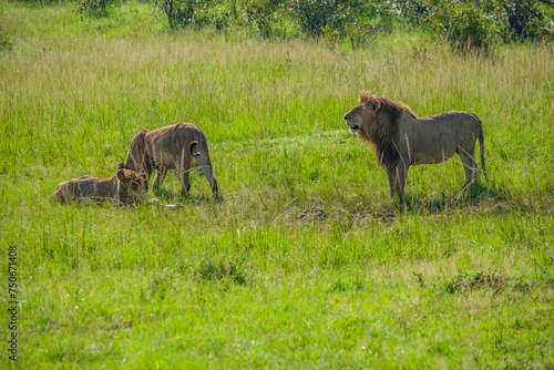 The king of the Masai mara feeds on a family of great lions