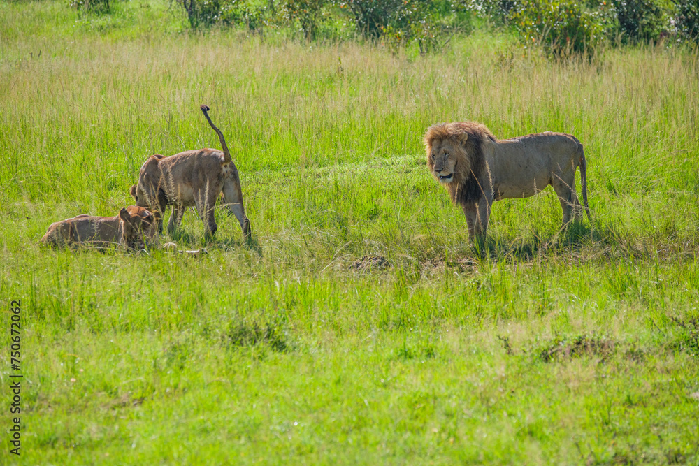 Naklejka premium The king of the Masai mara feeds on a family of great lions