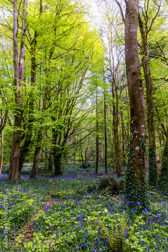 Fototapeta Naklejka Na Ścianę i Meble -  Carpet of Irish bluebell wildflowers in 