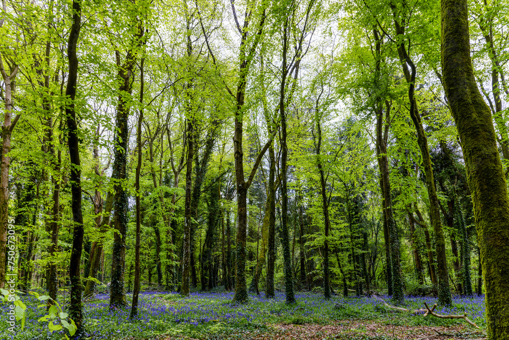 Naklejka premium Bluebells