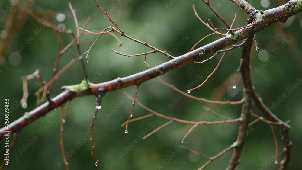 Tree branches without leaves in the rain. Bare branches. Water drops. Falling rain. Early spring in the Mediterranean. Nature in spring. Rovinj, Croatia - March 4, 2024 Tree branches without leaves in the rain. Bare branches. Water drops. Falling rain. Early spring in the Mediterranean. Nature in spring. Rovinj, Croatia - March 4, 2024