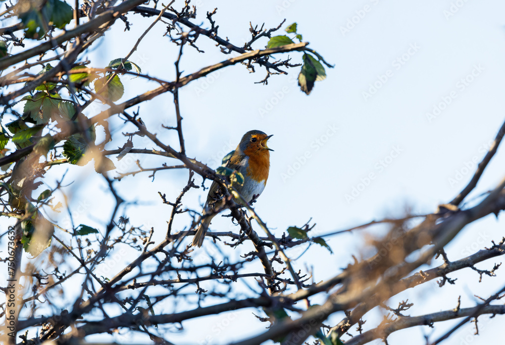 European Robin bird European Robin bird