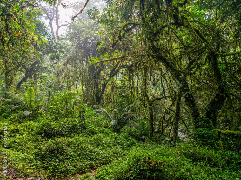Rainforest in Bwindi Impenetrable National Park, Uganda. Rainforest in Bwindi Impenetrable National Park, Uganda.