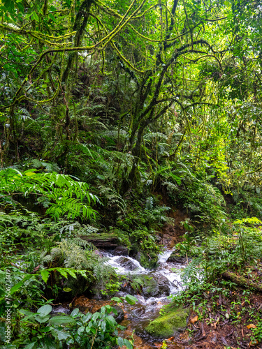 Rainforest in Bwindi Impenetrable National Park, Uganda.