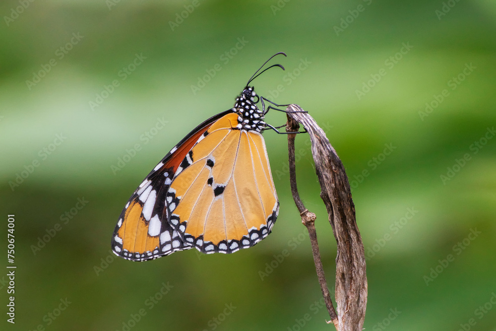 Fototapeta premium Closep view of a butterfly resting on wilted plant
