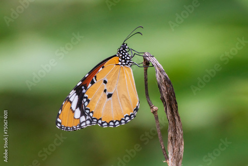 Closep view of a butterfly resting on wilted plant © leeyiutung