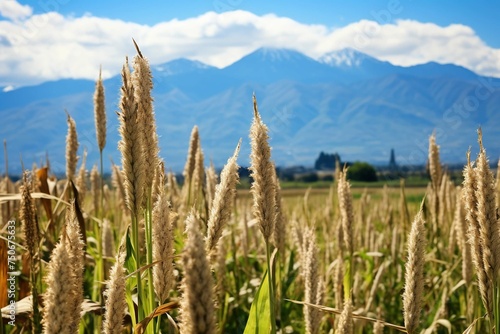 Quinoa fields with mountain backdrop