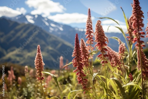 Quinoa plants with Andes backdrop