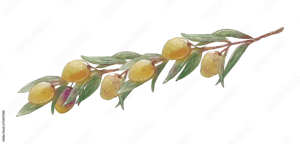 Watercolor olive tree branch with leaves and green olives. Hand painted ...