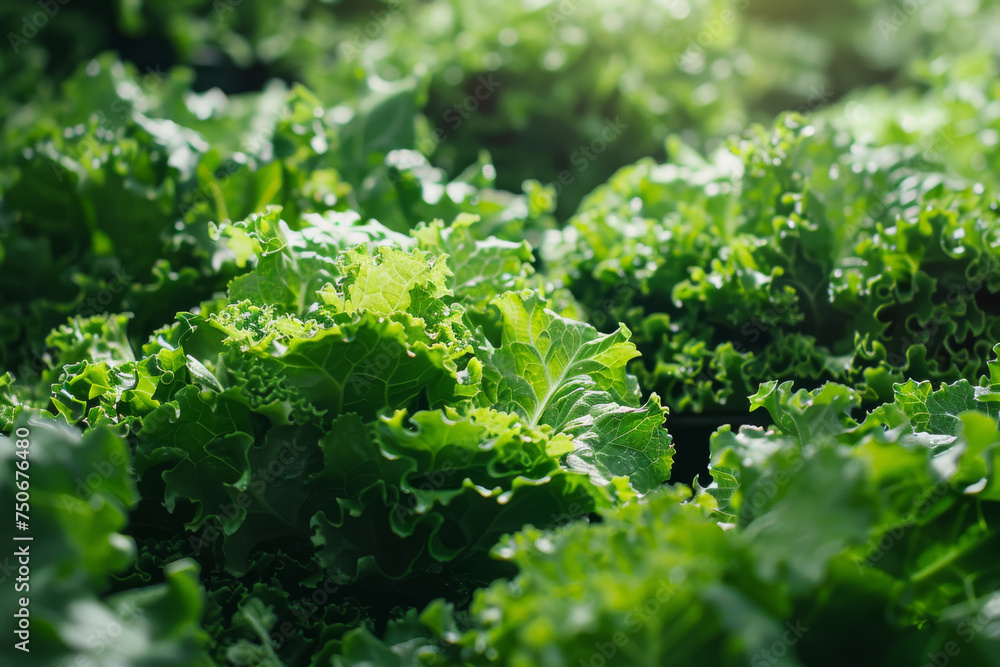Sustainable vertical agriculture, lettuce growing in a controlled environment, eco-friendly farming concept Sustainable vertical agriculture, lettuce growing in a controlled environment, eco-friendly farming concept