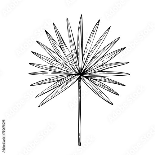 Tropical vector palm leaf illustration on isolated background. Beautiful botanical hand painted linear exotic element. For designers, spa decoration, postcards, wedding, greetings, wallpapers, wrappin