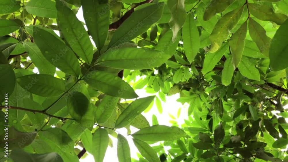 green leaves in sunlight green leaves in sunlight