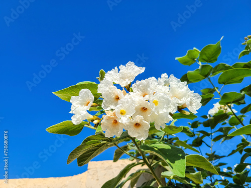 Anacahuita (also known as Cordia Boissieri, White Cordia, Mexican olive, Texas wild olive) flowering in early summer photo