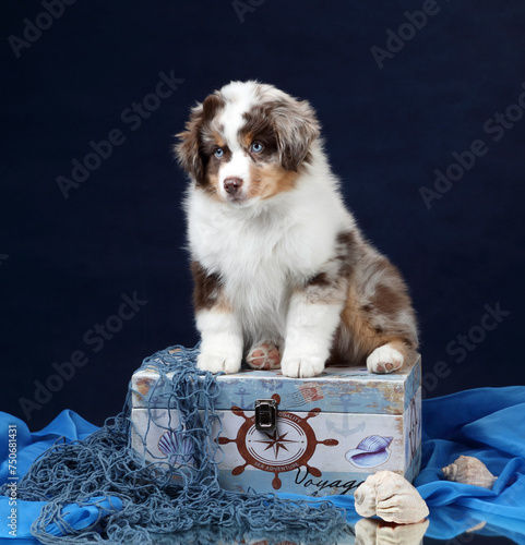 Cute fluffy puppy sitting on a wooden box