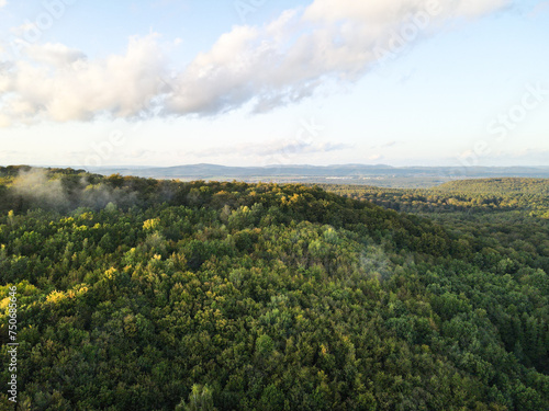 Aerial view of forest trees with fog