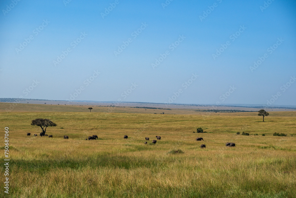 Safari and road scenery in the Masai mara