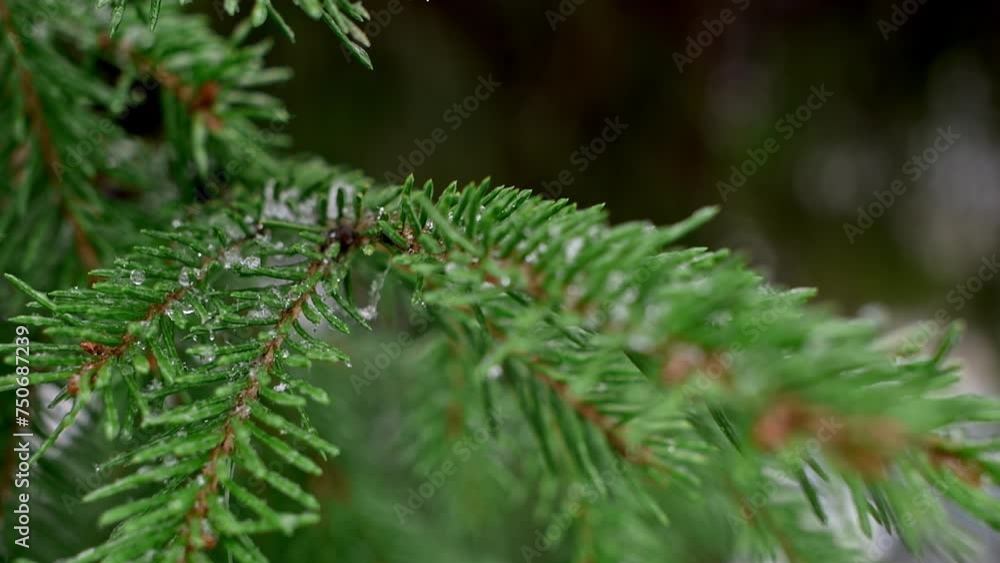 This stock video shows snow melting on the branches of a fir tree. This video will decorate your nature-related projects. This stock video shows snow melting on the branches of a fir tree. This video will decorate your nature-related projects.