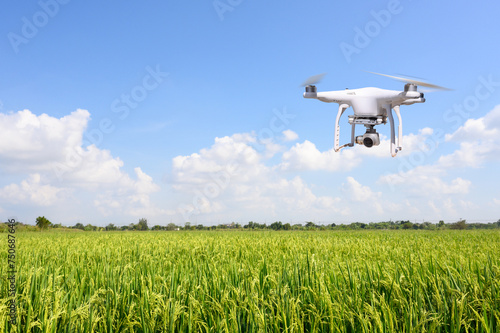 Drones fly over rice fields  clear blue sky. Using drones in agriculture