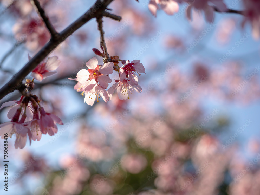 春の日の桜の花 春の日の桜の花