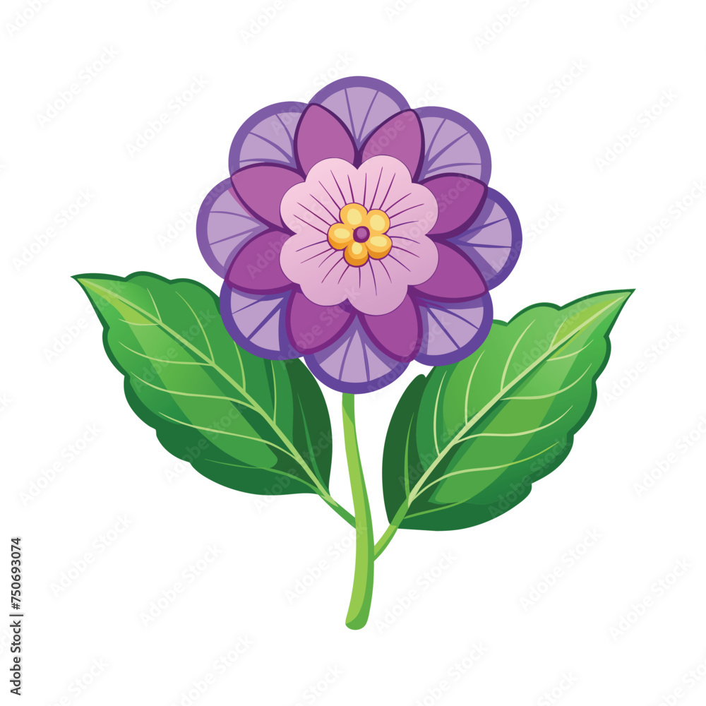 Heliotrope Flower Illustration on White Background Heliotrope Flower Illustration on White Background