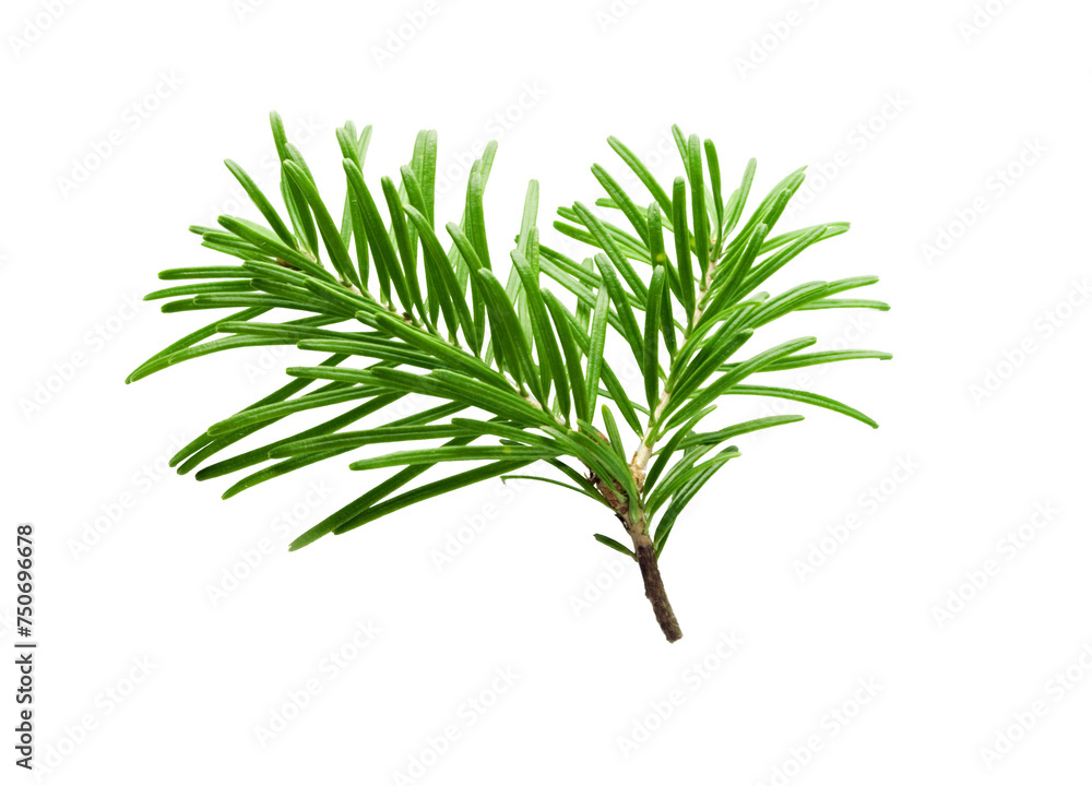 Fir tree branch isolated on white