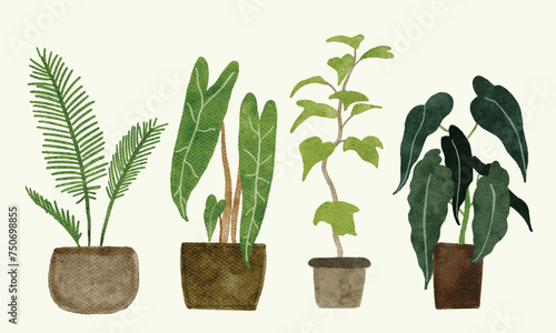 variety of houseplant photo