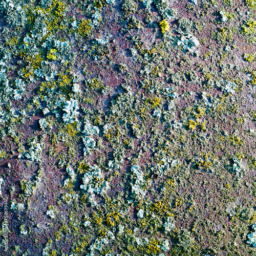 Mossy Surface Texture photo