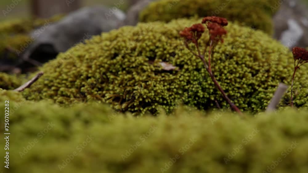 thick moss on rocks in the forest thick moss on rocks in the forest