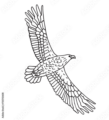 White-tailed eagle flying. Vector black drawing outline image.