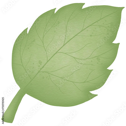 green leaf isolated on white
