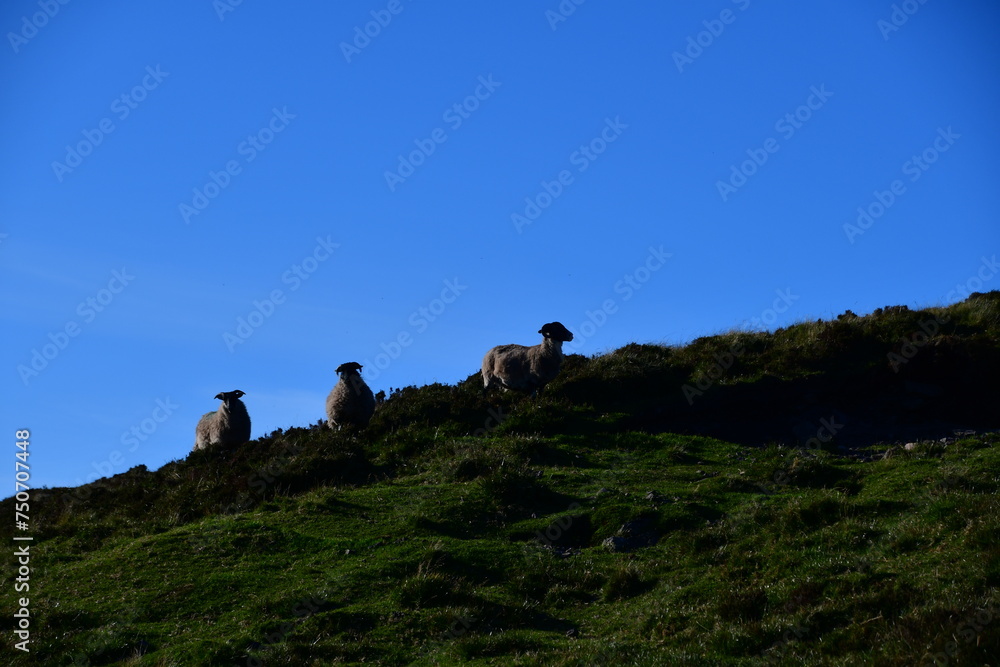Sheeps in the Comeragh mountains