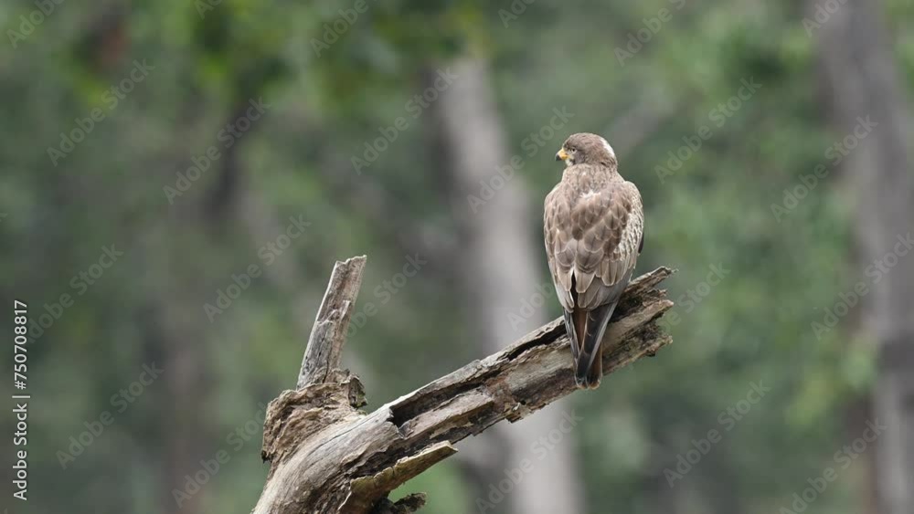 White eye buzzard perched on the tree branch White eye buzzard perched on the tree branch