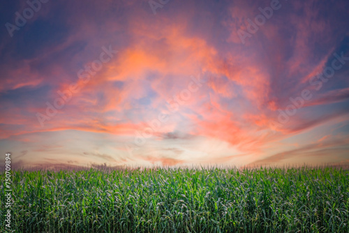 Sunrise over a field of corn on a dairy farm