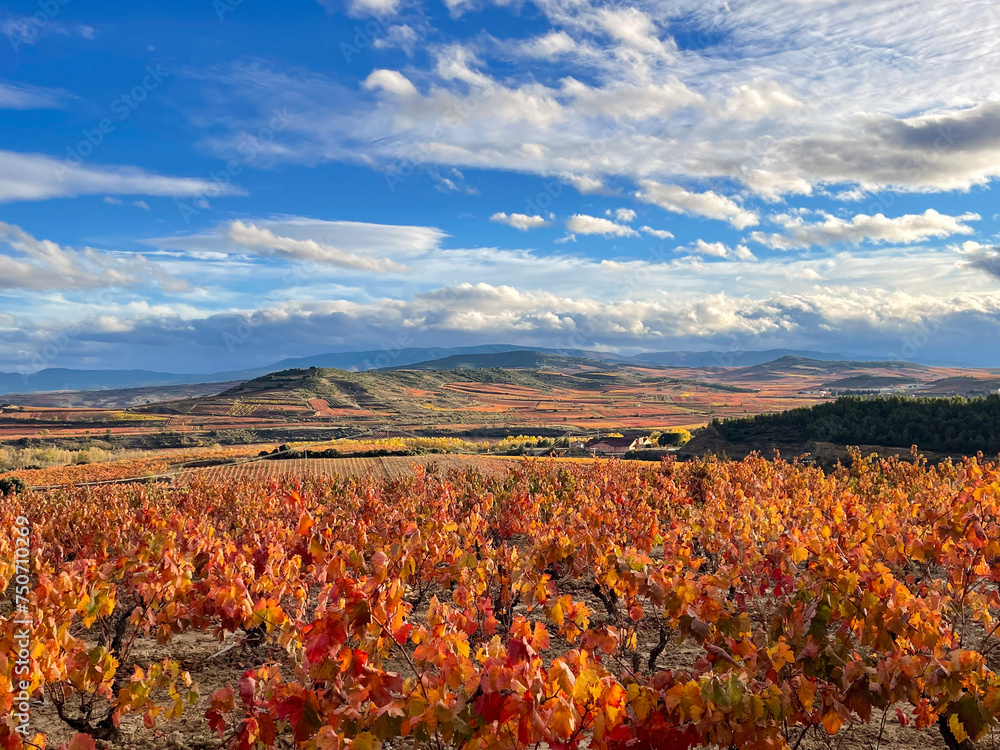 Landscape of a grape crop in a vineyard in La Rioja in autumn.