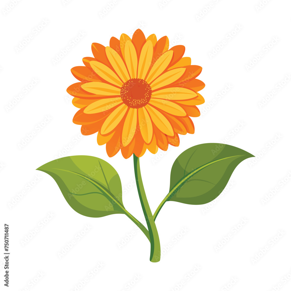 Calendula Flower Illustration on White Background Calendula Flower Illustration on White Background