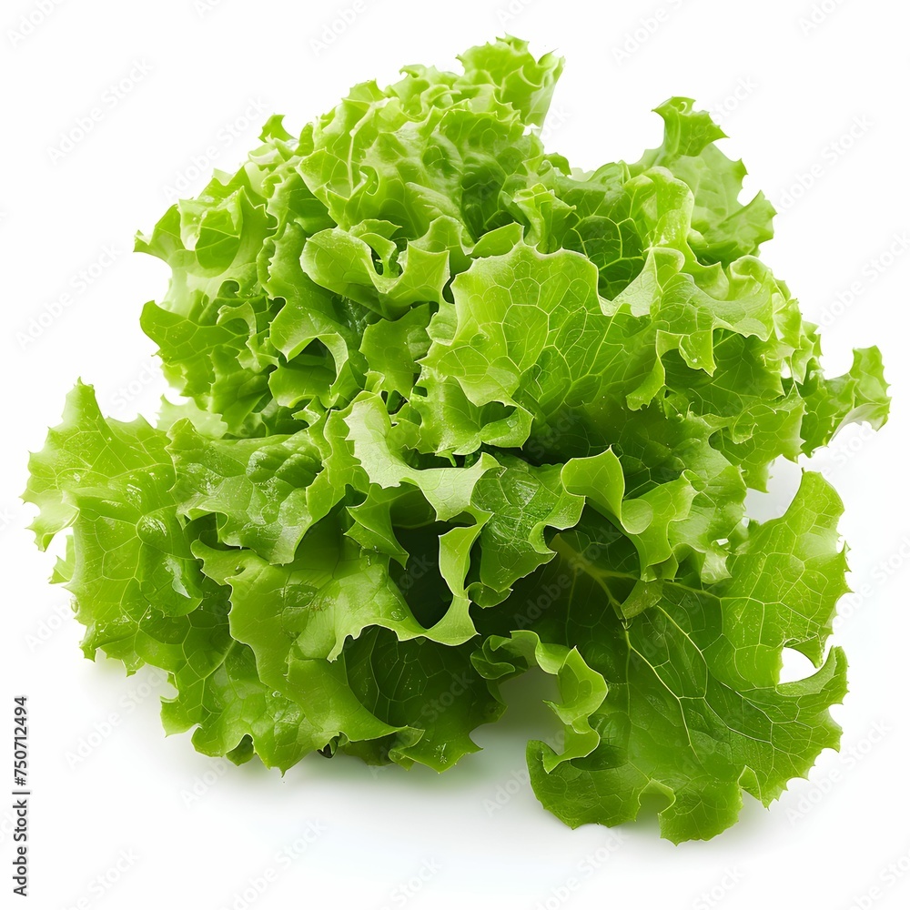 lettuce salad leaves on clean white background, isolated vegetables design lettuce salad leaves on clean white background, isolated vegetables design