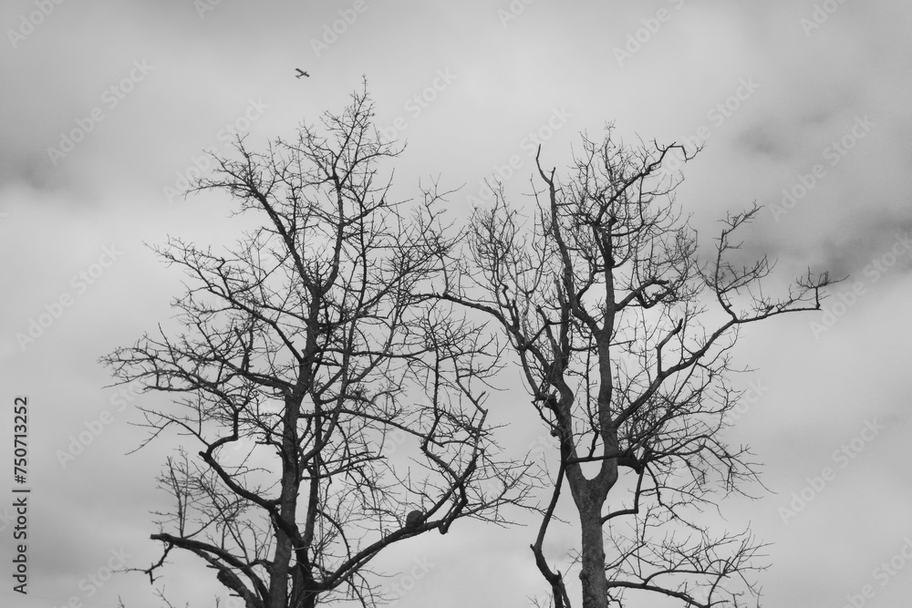 silhouette, landscape, bare, isolated, cold, snow, silhouette, landscape, bare, isolated, cold, snow,