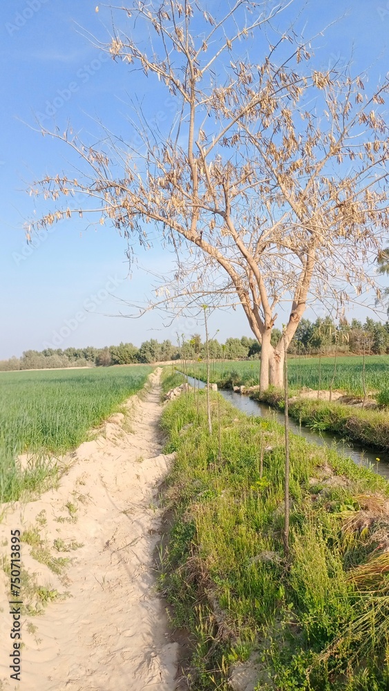 tree in the field