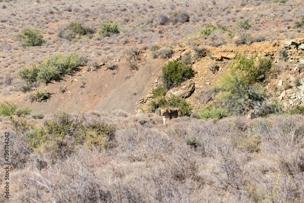 Lioness in veld in Karoo National Park, South Africa Lioness in veld in Karoo National Park, South Africa