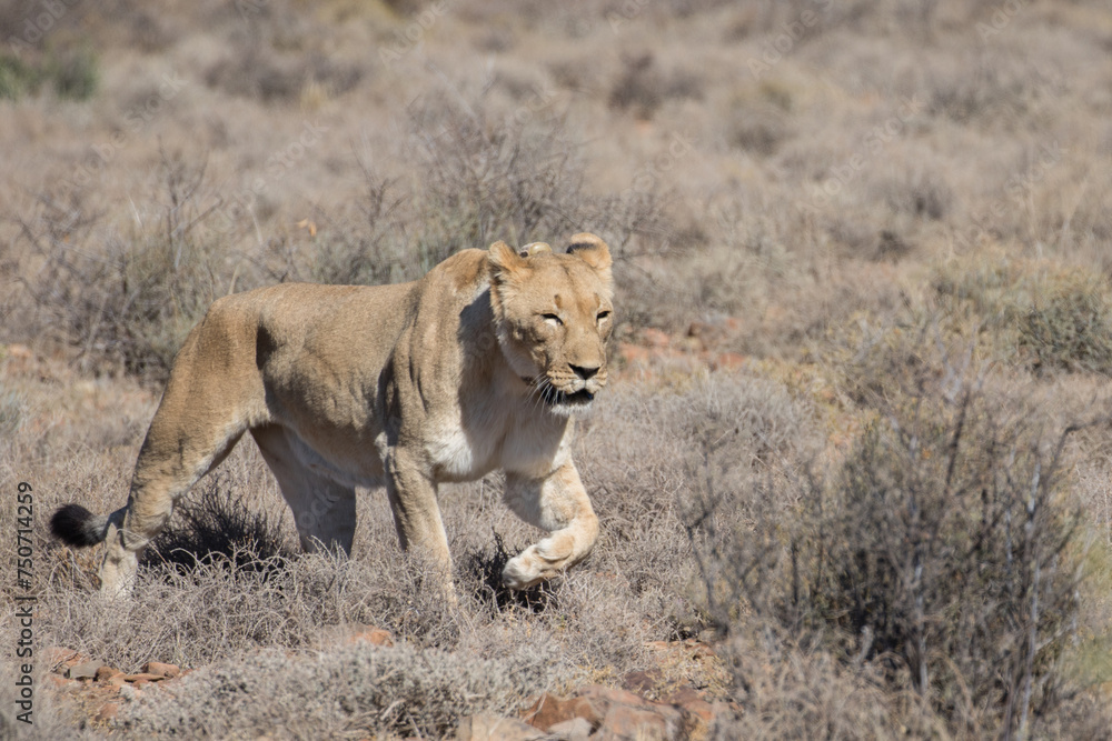 Lioness crossing road in reserve in South Africa Lioness crossing road in reserve in South Africa