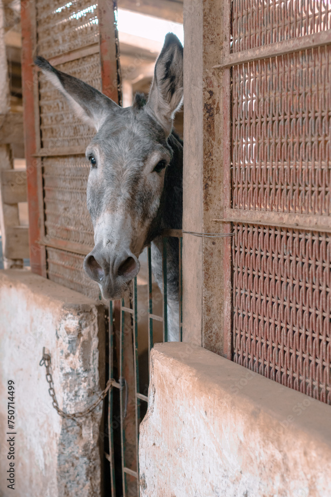 Lindo burro / asno de granja encerrado tras su jaula de metal - obrazy, fototapety, plakaty 