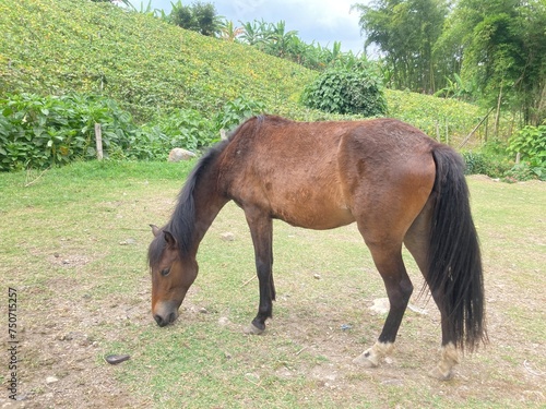 caballo pastando photo