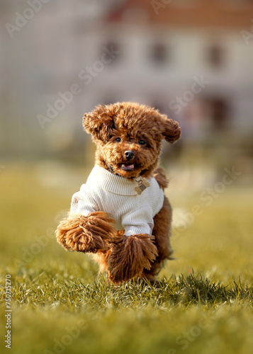 A beautiful small dog of the Maltipoo breed runs through a clearing with grass.