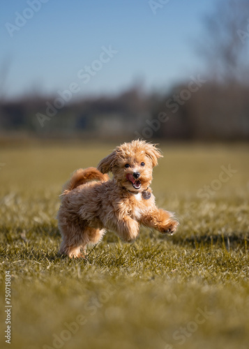 A beautiful small dog of the Maltipoo breed runs through a clearing with grass.