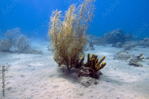 Soft coral on Champagne Reef near Roseau, Dominica photo