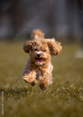 A beautiful small dog of the Maltipoo breed runs through a clearing with grass.