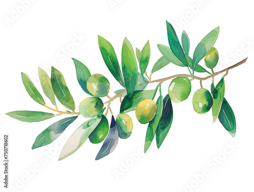 Watercolor illustration of olive branch png transparent