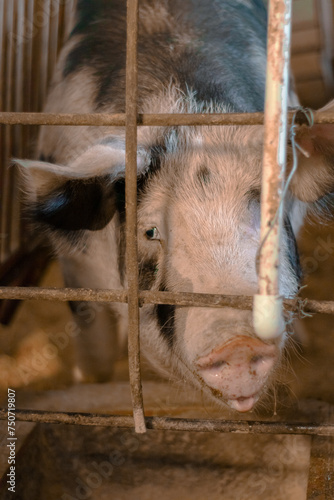 Cerdo de granja encerrado tras una jaula con mirada triste