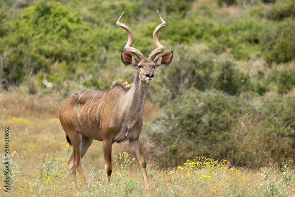 Kudu